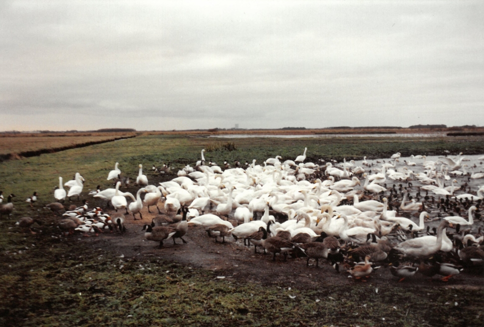 50 facts about Martin Mere to celebrate its 50th anniversary